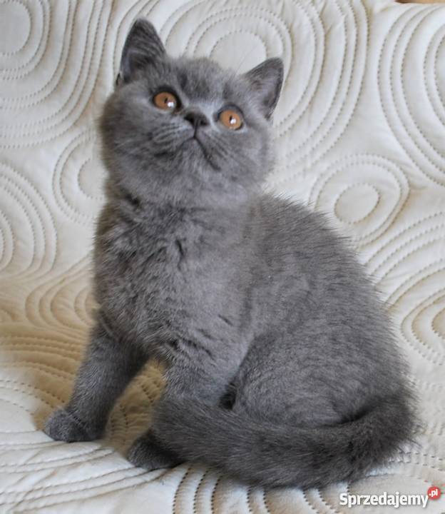 kocięta brytyjskie z rodowodem WCF lubelskie Lublin