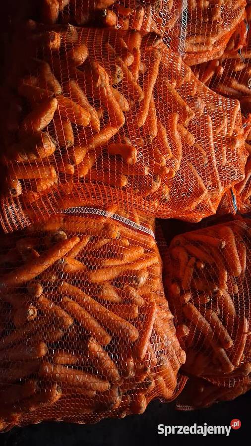 Marchew odpadowa mazowieckie Kałuszyn