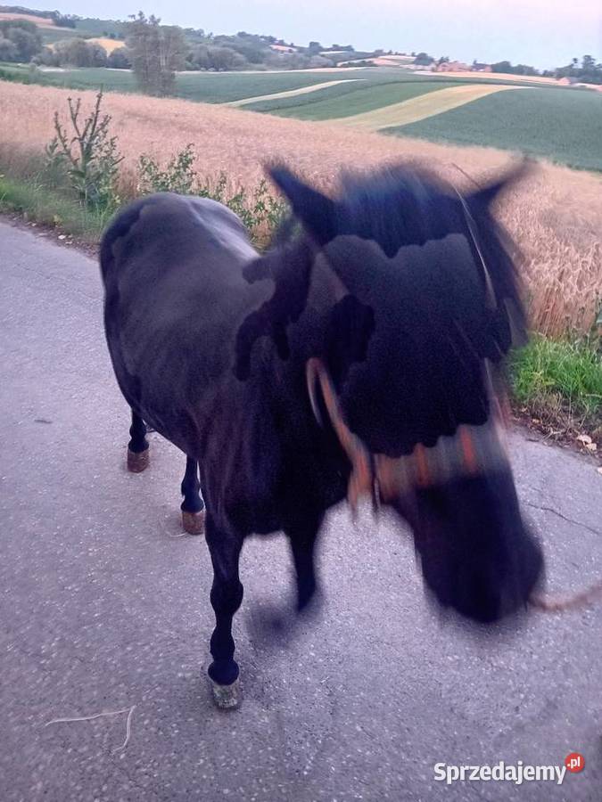 Klacz kucyk 120 Żębocin sprzedam