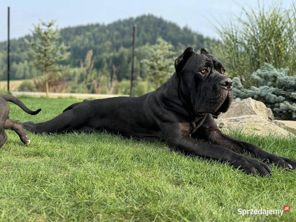 Szara suczka Cane Corso ZKwPFCI