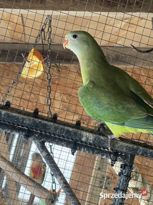 Sprzedam parę Baraband Kraków