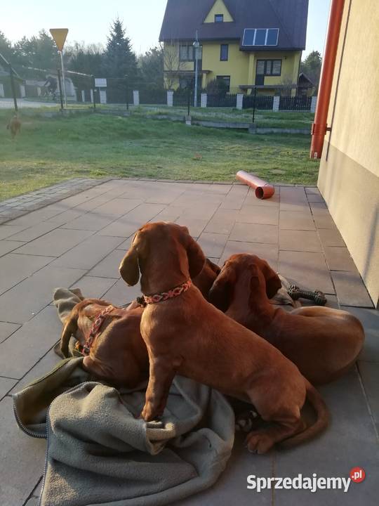 Posokowiec bawarski szczenięta Zwierzyniec