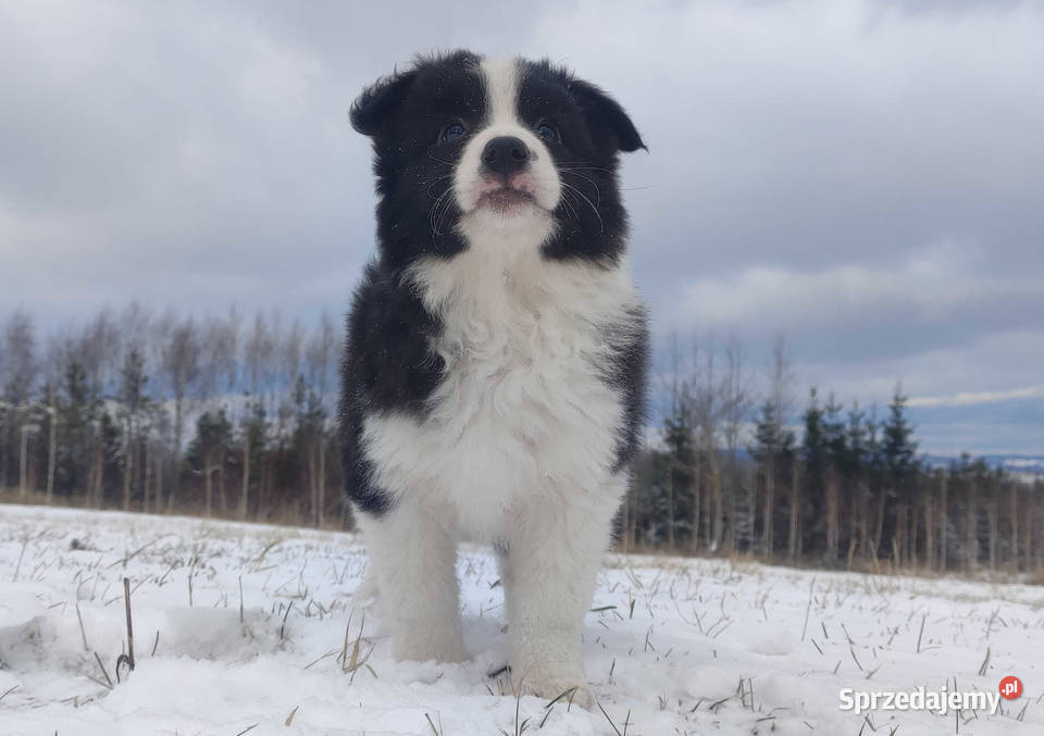 BORDER COLLIE piękna suka z Hodowli Szczenię z Iwonicz