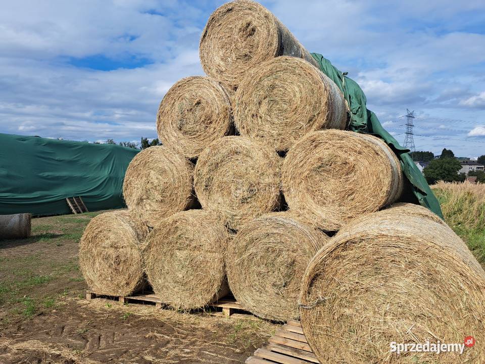 Siano zwierząt koni bydła gryzoni pasza biomasa Chruszczobród