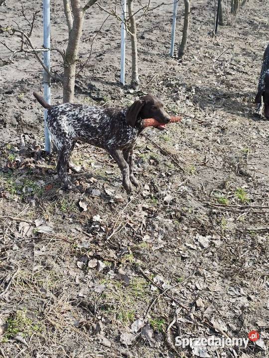 Wyżeł Niemiecki Krótkowłosy lubelskie Łuków
