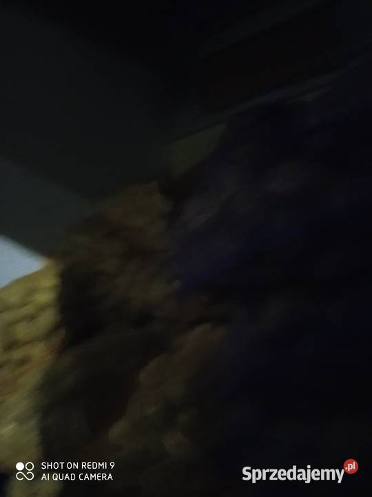 Ziemniaki jadalne lubelskie Kraśnik