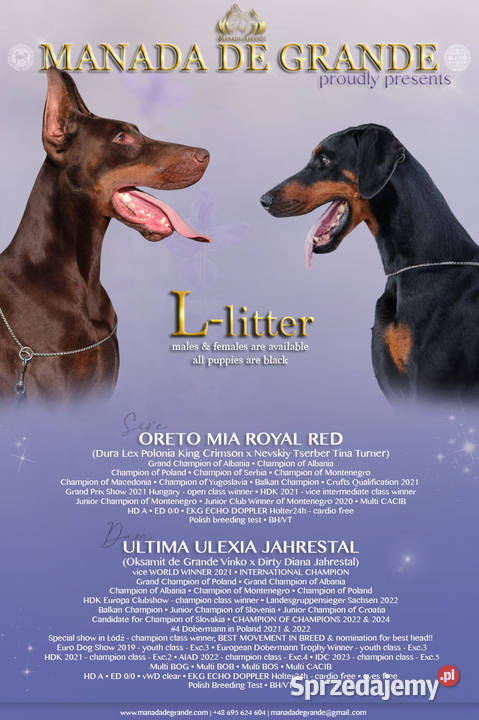 Doberman samiec ZKwPFCI Doberman
