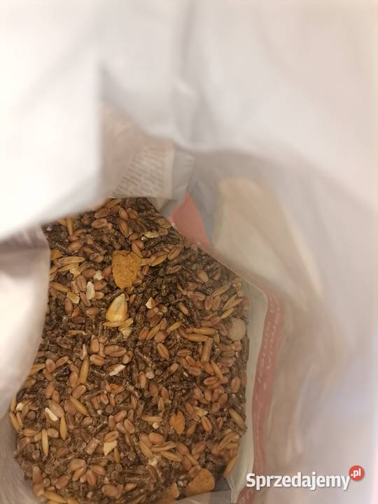 Chomik syryjski czarno białyklatkapokarm śląskie Jaworzno