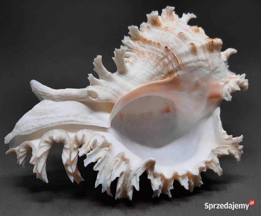 Muszla Rozkolec 1 jasny Duża Lublin