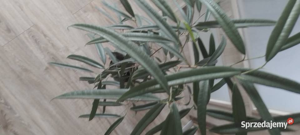 Fikus Wierzbolistny Alii 100 Wieliczka