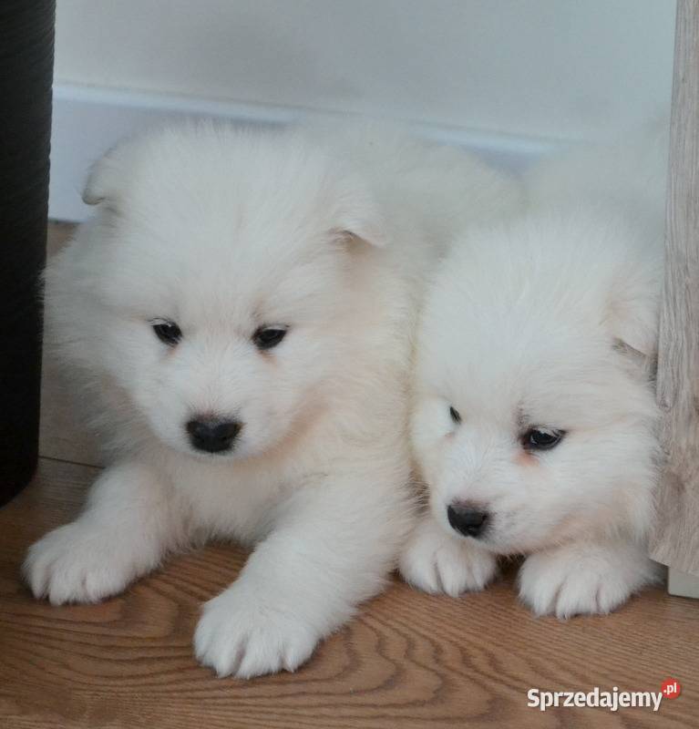 Samoyed PiĘkne SzczeniĘta Drogusza Sprzedajemy Pl