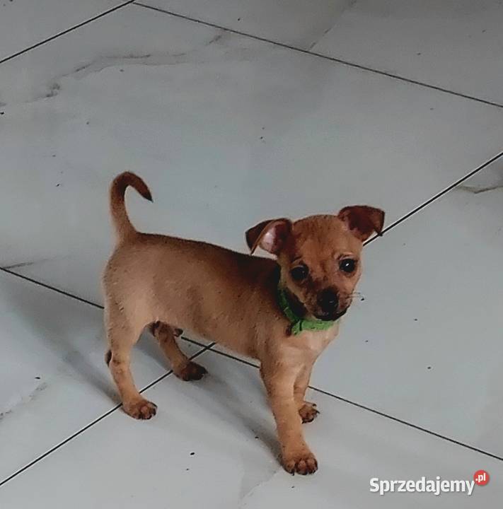 Pinczer Miniaturowy mazowieckie sprzedam