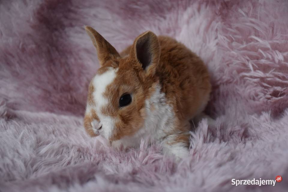Karzełek rex króliki karzełki Mini Włocławek