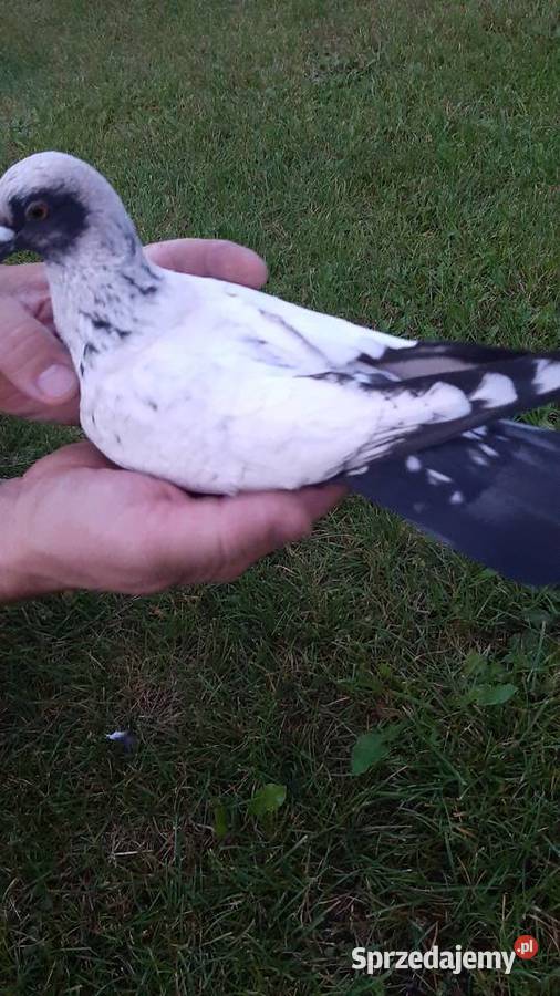 Szczygły duńskie kujawsko-pomorskie Zastawie