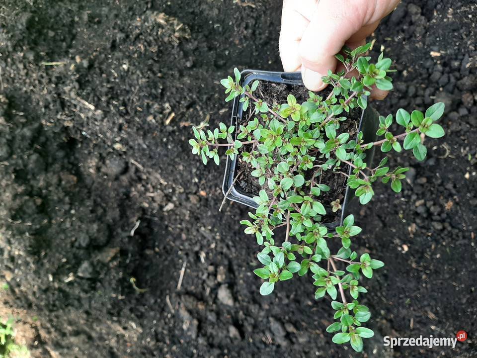 Macierzanka piaskowa pachnąca miododajna Lublin