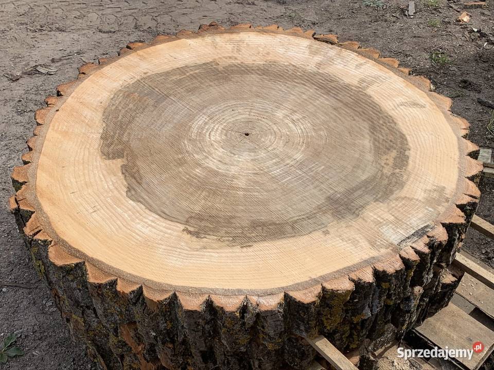 Plastry 80 krążki z topola drewniane na stolik Dryga