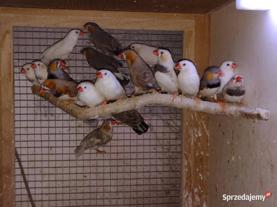 Rozella białolica nierozłączka zeberki Ptaki Kalisz