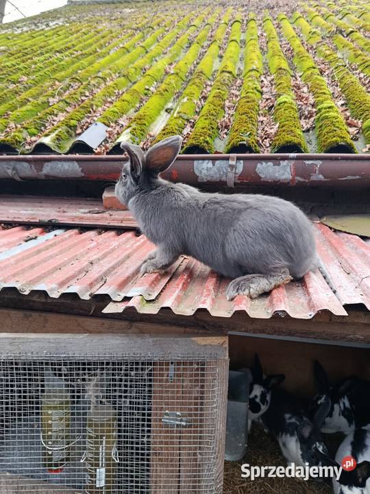 Sprzedam króliki Gorzkowice