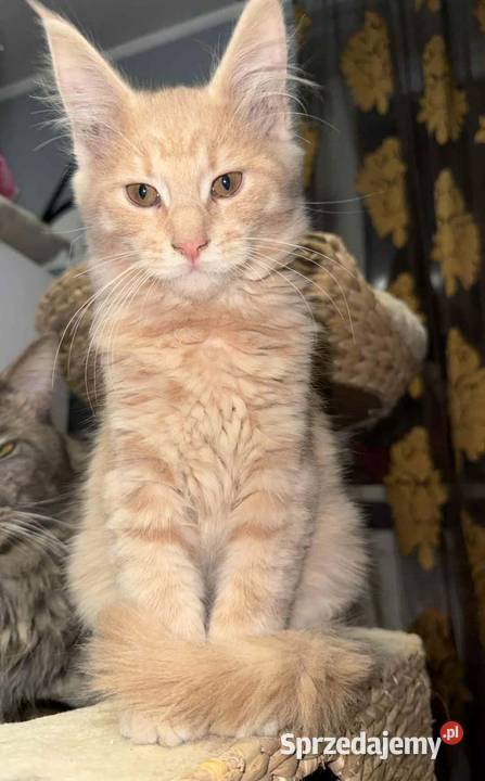 kocurek i kotka Maine Coon Starogard Gdański