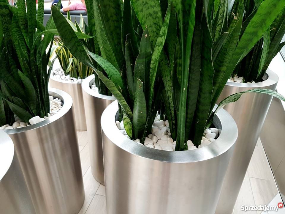 Duże Nowoczesne Donice do Biur Hoteli Luksusowe małopolskie Kraków sprzedam