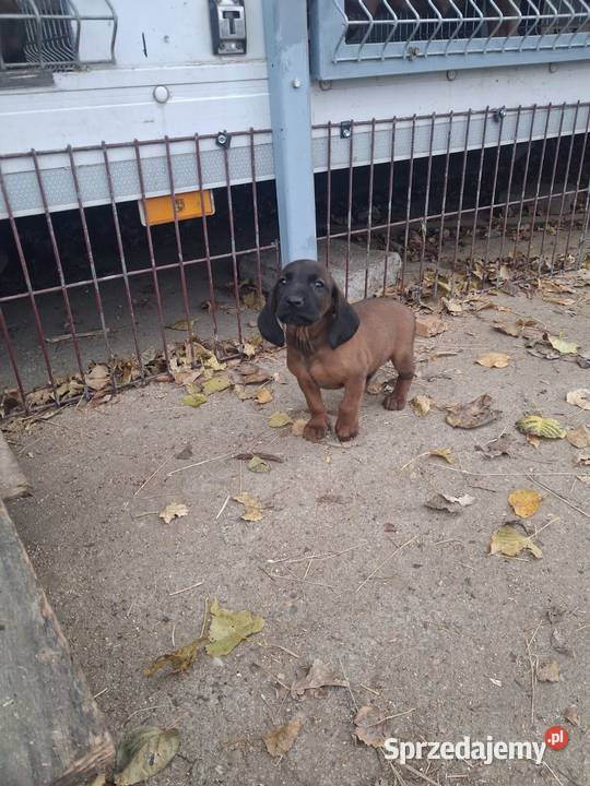 Posokowiec bawarski sprzedam