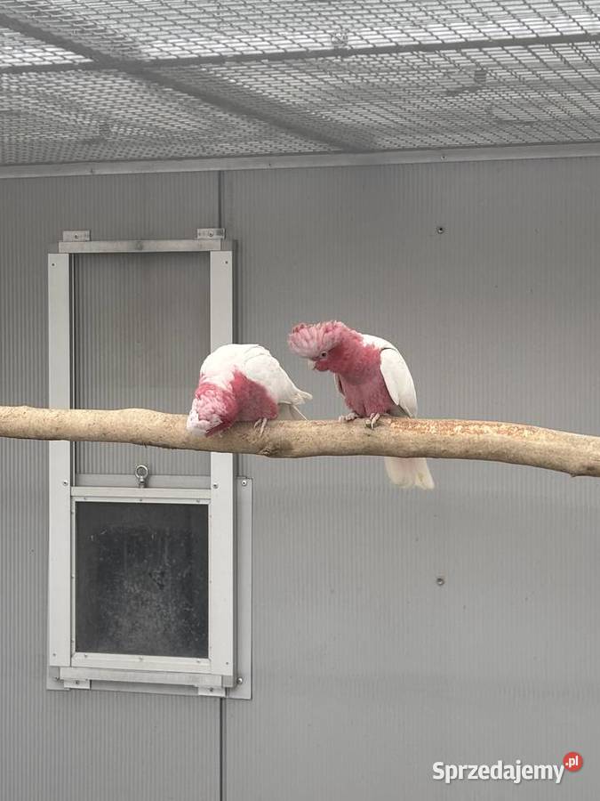 Kakadu Różowa Lutino para 2022 Ptaki