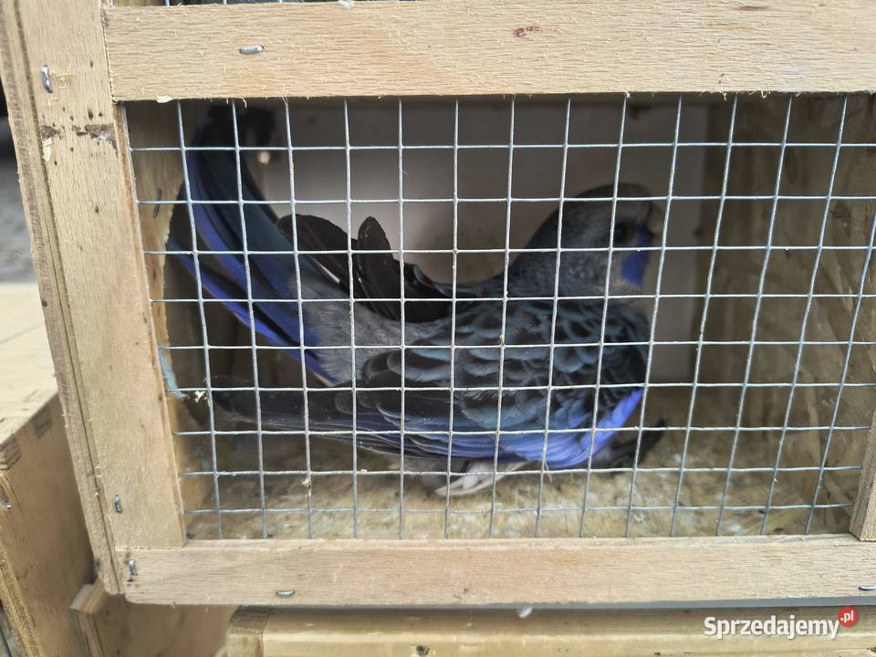 Rozelle królewksie Jaworowa sprzedam