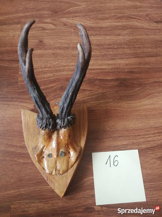 Poroża kozłów i szable dzika Sporty strzeleckie i myślistwo Łódź
