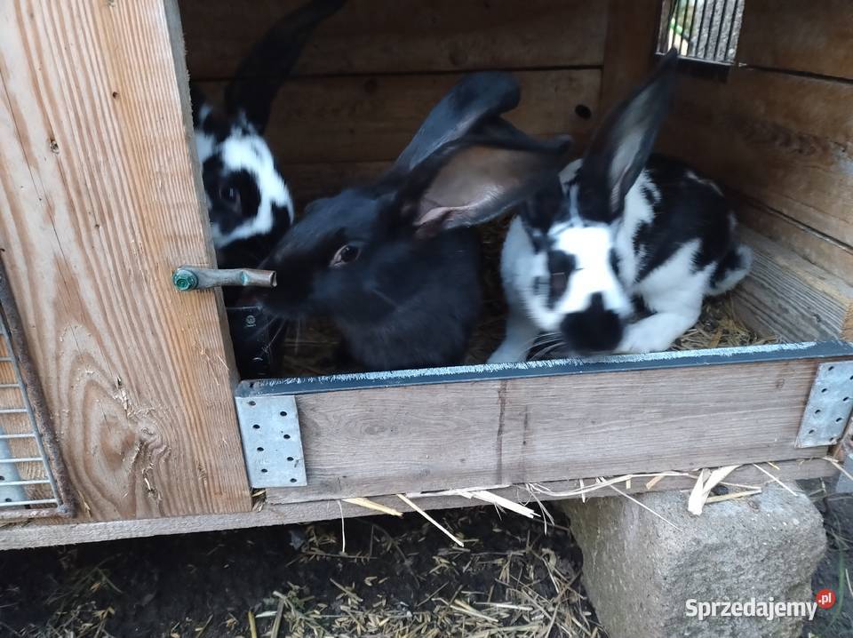 Samce i samiczki kujawsko-pomorskie