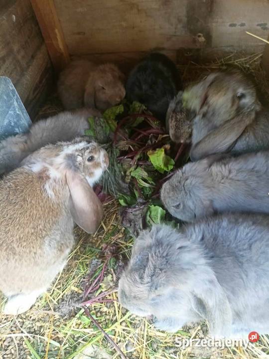 Króliki barany francuskie Zezulin Pierwszy