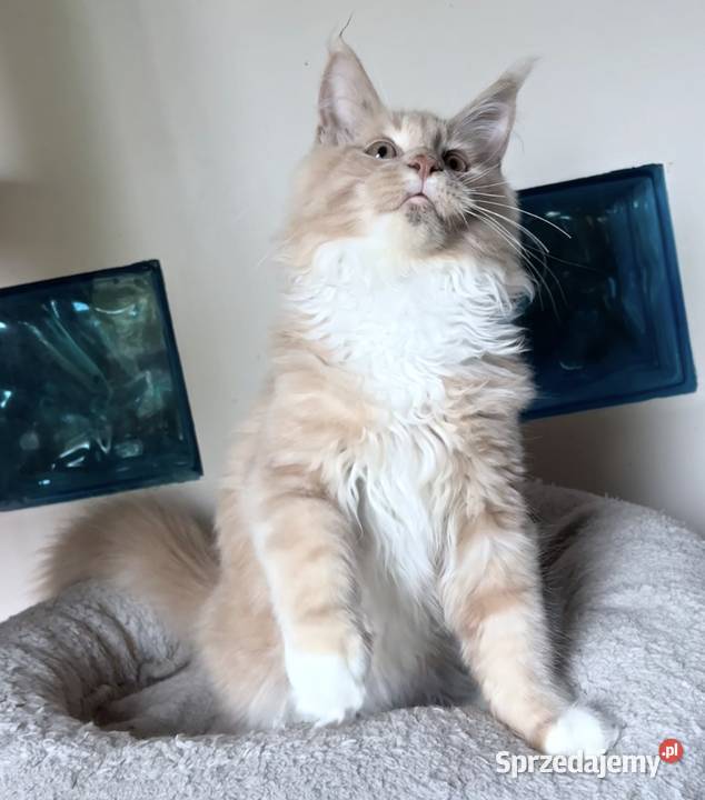 Maine Coon piękne kocięta Linia Shaded Wińsko