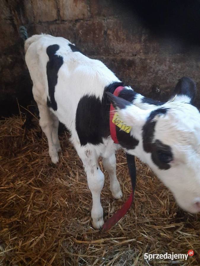 Sprzedam 2 byczki Bydło podlaskie Wyszki