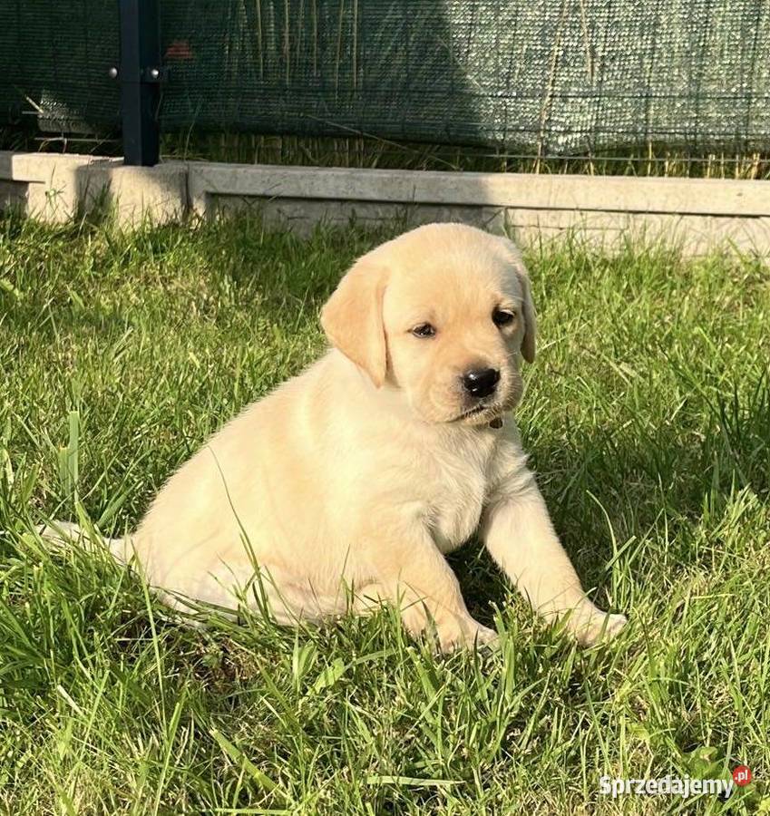 Labrador retriever ZKwPFCI najlepsza Toruń
