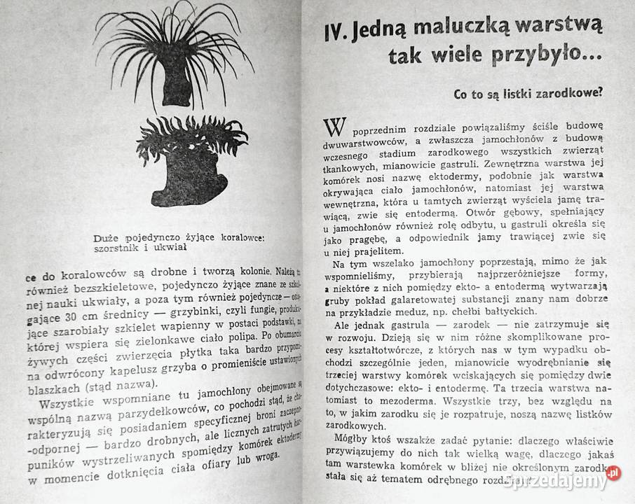 Zwierzęta z rodowodem Zuzanna Stromenger Rok wydania 1973 Chełm
