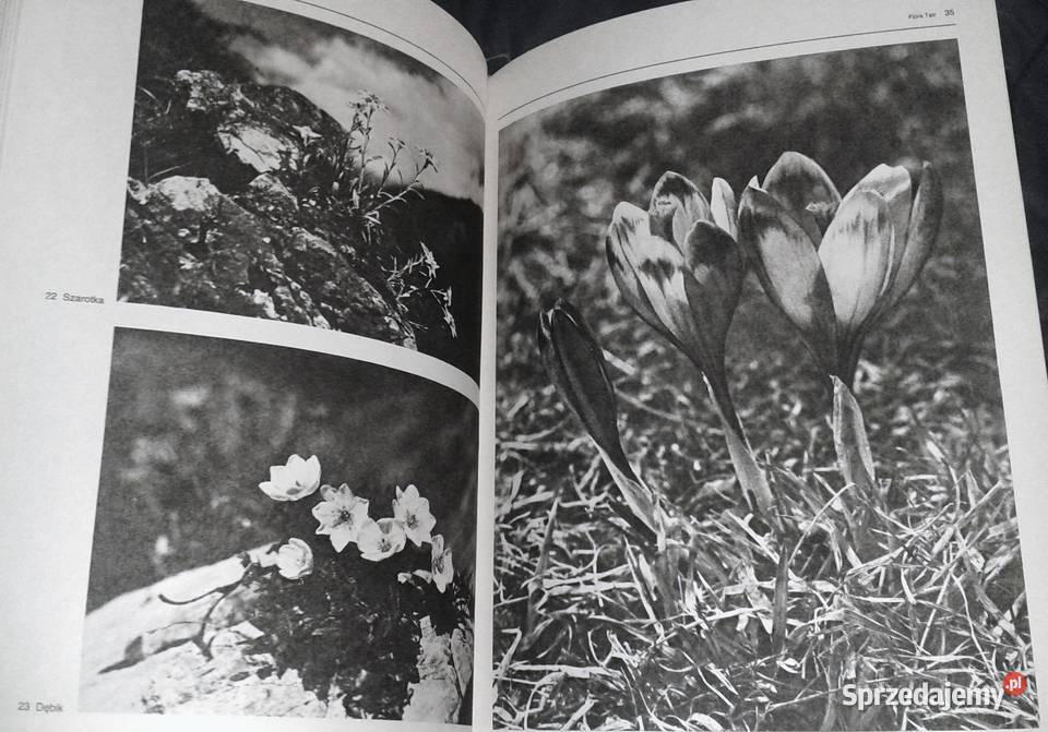 Film i fotografia Włodzimierz Puchalski Rok wydania 1989