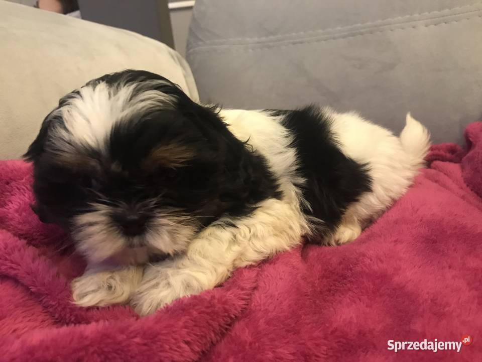 Shihtzu szczeniaki koło Krakowa Michałowice