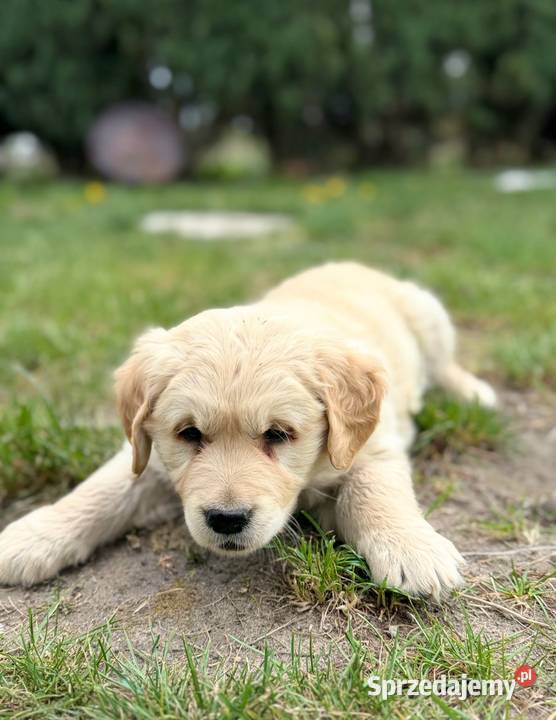 Golden Retriever szczeniak