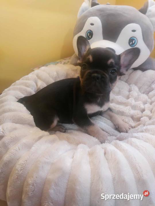 Śliczne szczeniaki buldogi francuskie Suczki Legionowo sprzedam