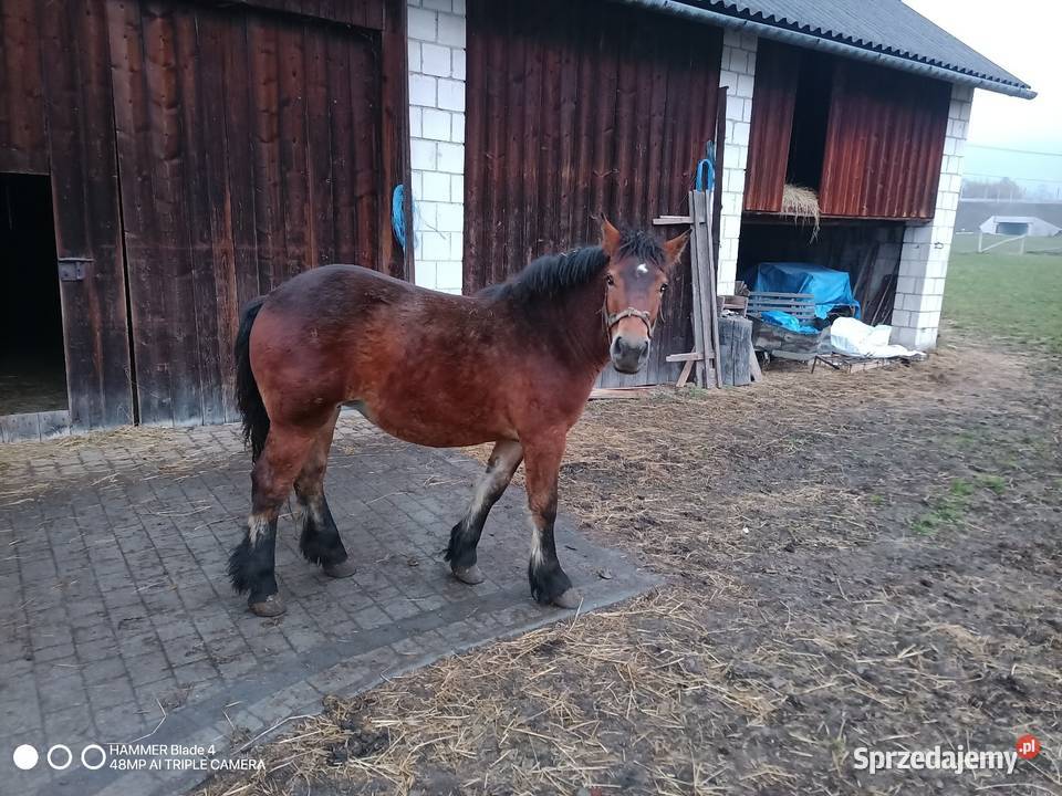 Klacz 10miesieczna Limanowa