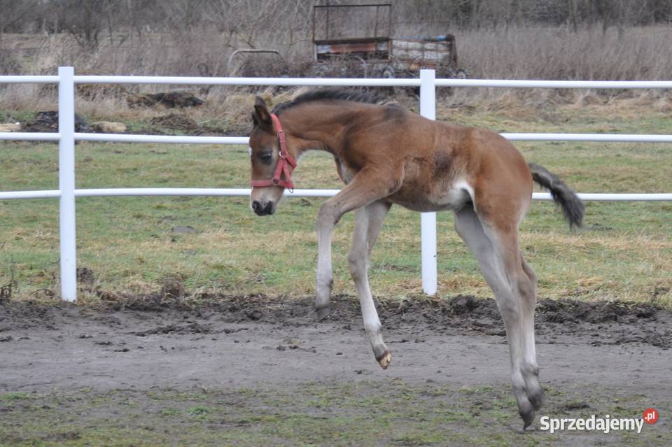 Ogierek małopolski źrebak Mogielnica