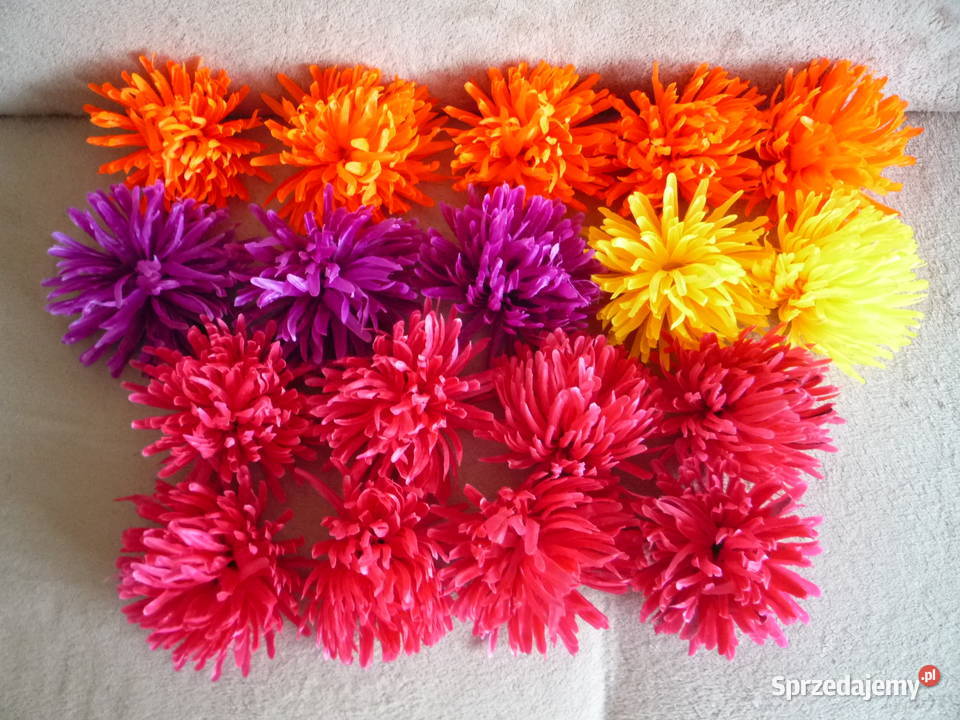 Duża 17 Astry Główka różowa żółta fioletowa