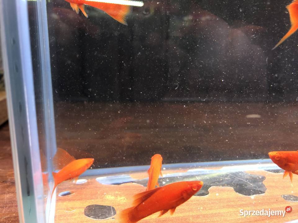 Wiedeński Delta mieczyk Red Albino Justynów