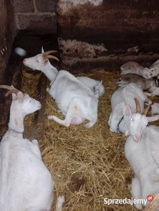 Kózki i koziołki sprzedam