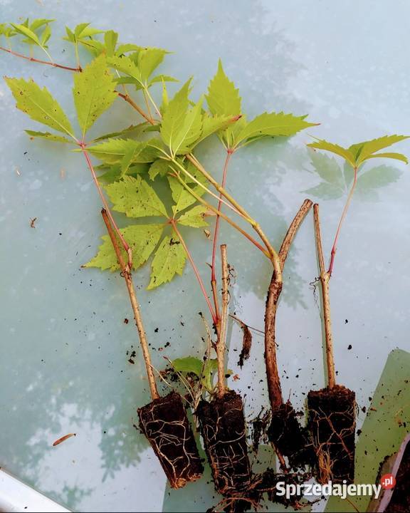 Pnącze Winobluszcz Pięciolistkowy Jasieniec