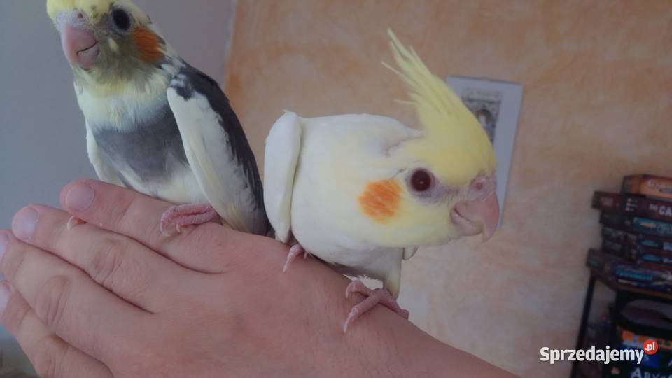 Papuga nimfa Kraków