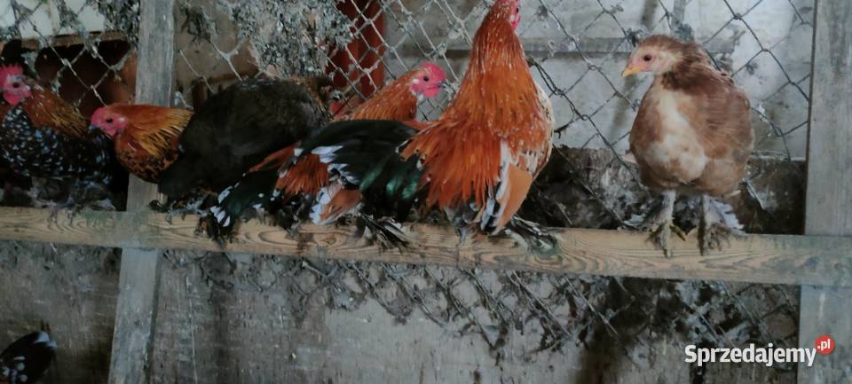 Sprzedam koguuty Ptaki Tokarówka
