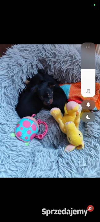 Pinczerek miniaturka Psy