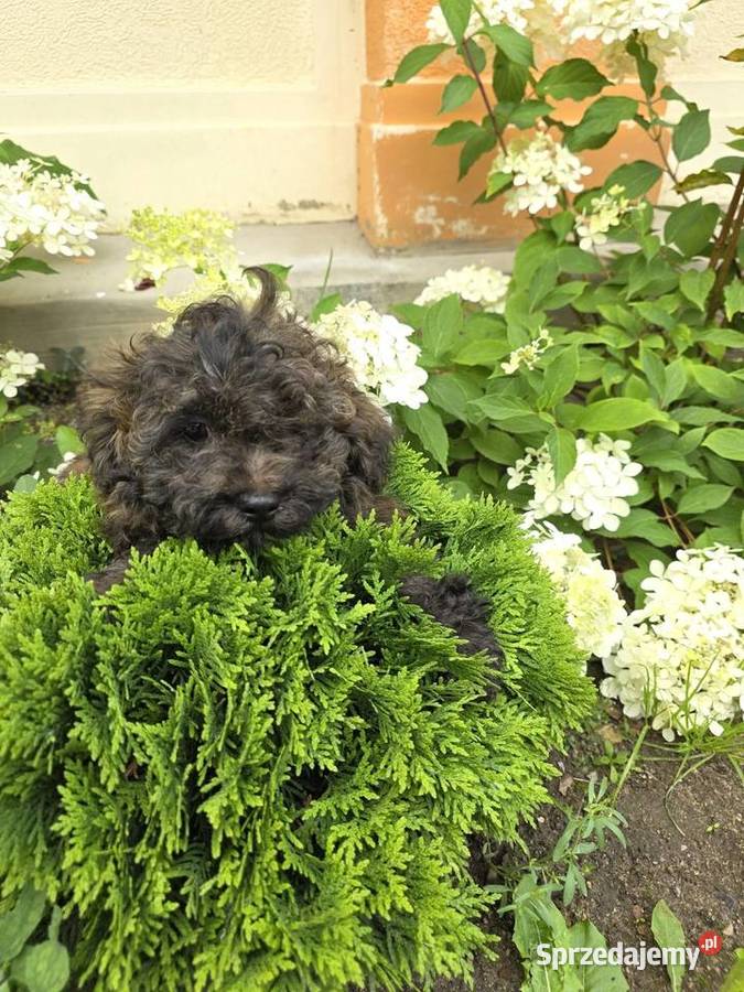Rosyjska Bolonka Kolorowa ZKwP Pozostałe lubuskie Gorzów Wielkopolski sprzedam
