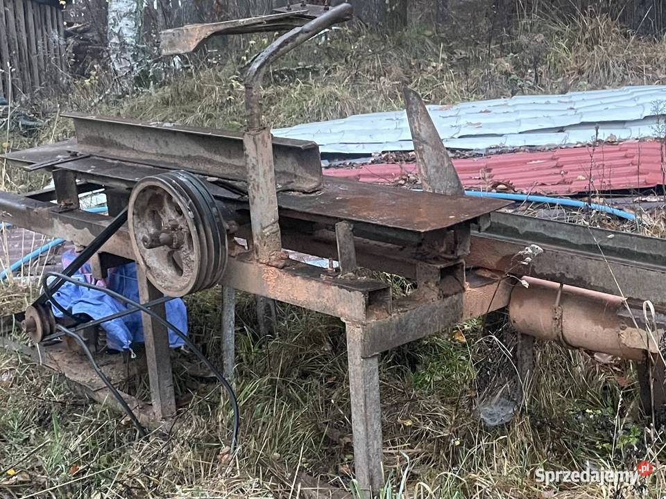 Piła tarczowakrajzega Wojsk