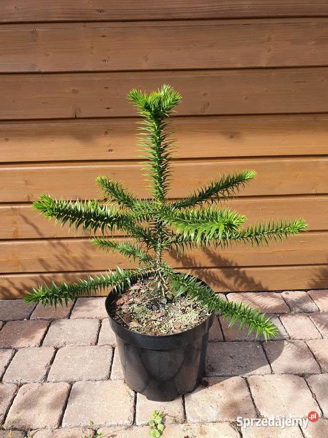 Araukaria chilijska Araucaria araucana krzewy Simoradz
